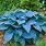 Blue Hosta Plants