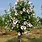 Hibiscus Syriacus Tree