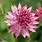 Masterwort Astrantia