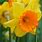 Narcissus Love Day