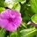 Vinca Flowers