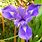Iris Planta