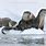 Otter Ice Fishing