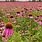 Echinacea Field