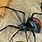 10 Most Deadly Spiders in the World