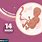 14 Week Embryo