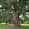150 Year Old Oak