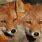 2 Foxes