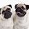 2 Pugs