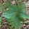 5 Leaf Poison Ivy Vine