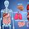 5 Organ Systems in the Human Body