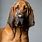 A Bloodhound
