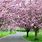 A Cherry Blossom Tree