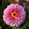 A Chrysanthemum