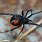 A Picture of a Black Widow Spider