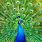 A Picture of a Peacock