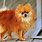 A Pomeranian