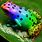 A Rainbow Frog