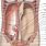 Abdominal Cavity Anterior