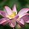 About Lotus Flower