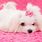 About Maltese Dogs