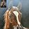Acrylic Horse Paintings