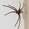Adult Huntsman Spider