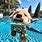 Aesthetic Dog in Pool