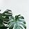 Aesthetic iPhone Wallpaper Plants