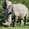 African White Rhinoceros