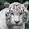 Albino Animals Tiger