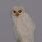 Albino Barred Owl
