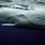 Albino Sperm Whale