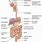 Alimentary Canal of Human