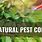 All Natural Pest Control