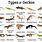 All Types of Geckos