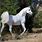 All White Arabian Horse