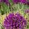 Allium Purple Sensation Care