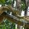 Amazon Rainforest Animals Anaconda