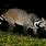 American Civet Cat