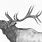 American Elk Drawings