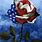 American Flag Rose