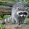 American Raccoon