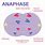Anaphase Animal Cell