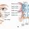 Anatomia Nasal