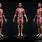 Anatomical 3D Human Models