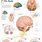 Anatomical Brain