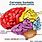Anatomie Cerveau