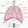 Anatomie Des Poumons