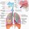 Anatomie Respiratoire